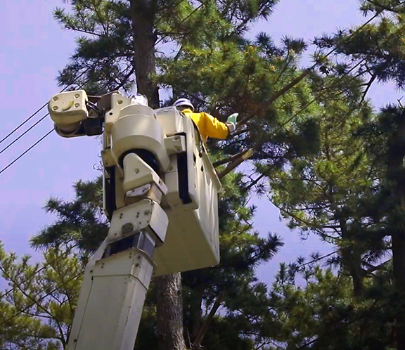 伐採工事イメージ